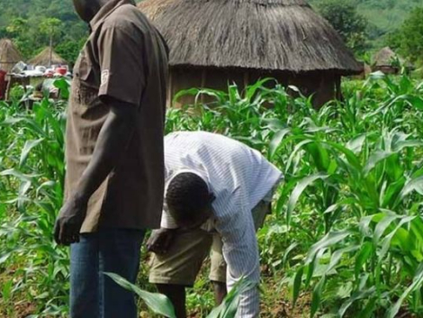 Farmers-as-soft-targets-for-Boko-Haram-make-food-security-hard-to-achieve