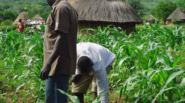 Farmers-as-soft-targets-for-Boko-Haram-make-food-security-hard-to-achieve